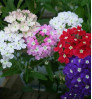Verbena - ভারবেনা